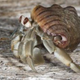 Image for article titled Hermit crabs are the animal kingdom's most dickish neighbors